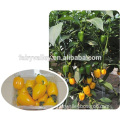 2016 Hybrid fruit sweet pepper seeds for growing-MiNi